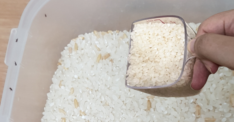 쌀벌레 제거방법